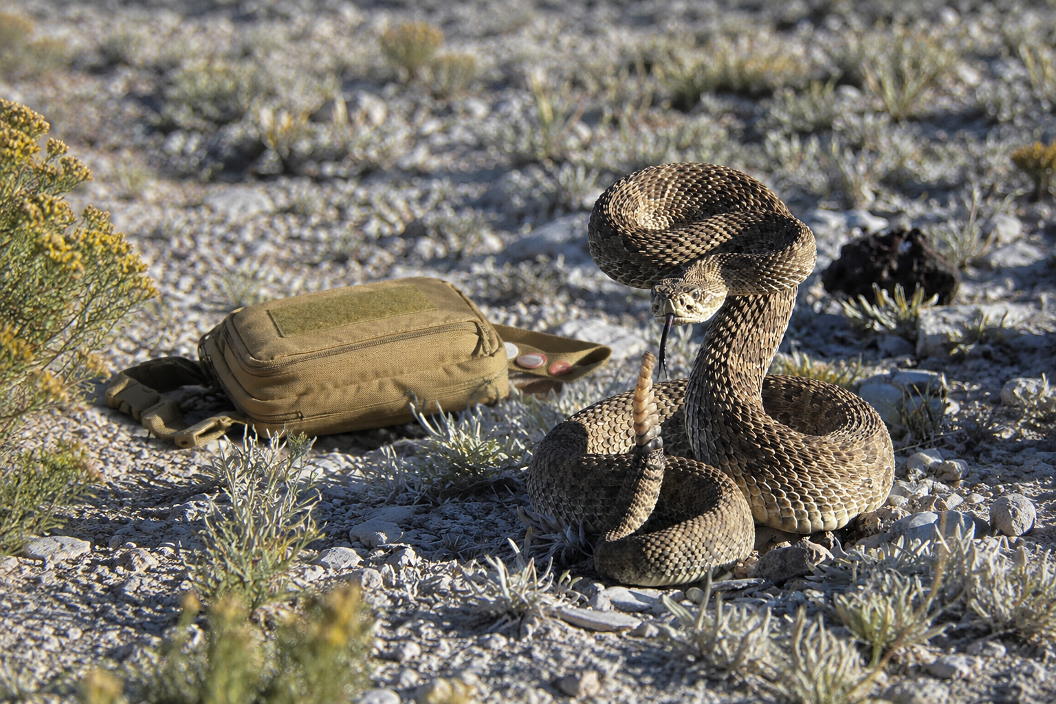 A GARN’S GEAR pouch on the desert ground beside a coiled rattlesnake